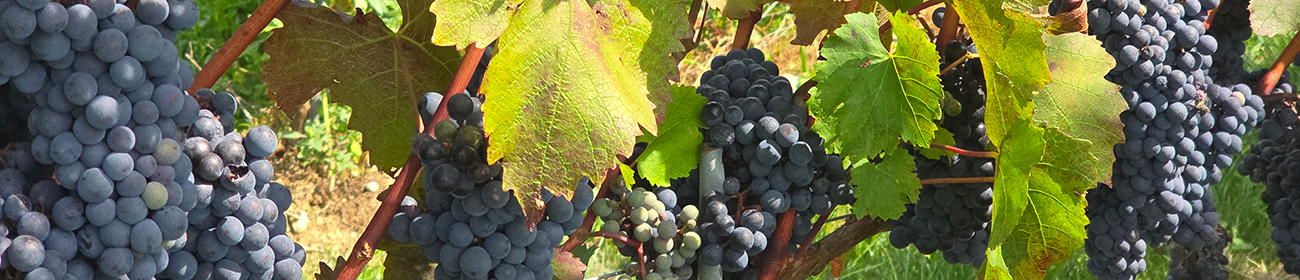 Image de vignoble.
