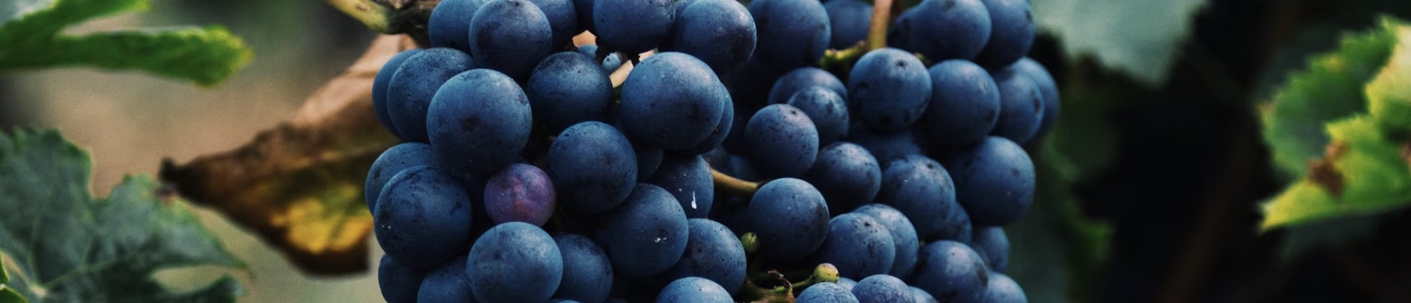 Image de vins.